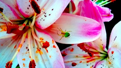 Фото Паук с зеленым брюшком Araniella cucurbitina