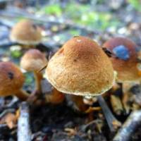 Фото грибное семейство