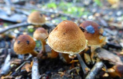 Фото грибное семейство