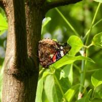Фото бабочки Адмирал, сидящей на стволе дерева. Бабочка Адмирал фото