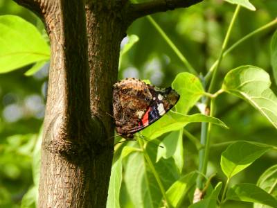 Фото бабочки Адмирал, сидящей на стволе дерева. Бабочка Адмирал фото