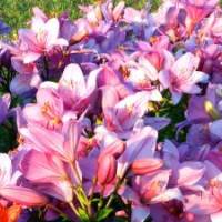 Фото 2560х1440 Розовые Королевские Лилии