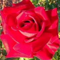 Фото 2560х1440 Красная роза