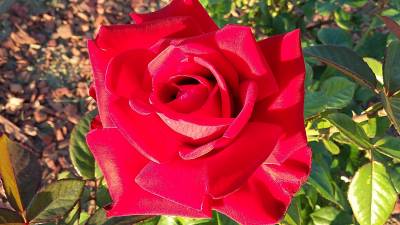 Фото 2560х1440 Красная роза