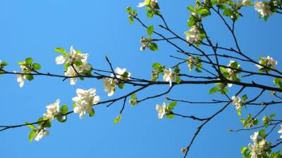 Фото 2560х1440 Весеннее цветение