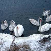 Фото Лебеди зимой на реке