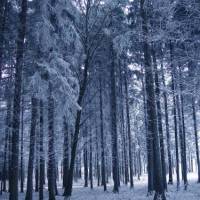 Фото Зимний лес