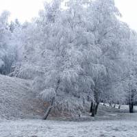 Фото Деревья в снегу