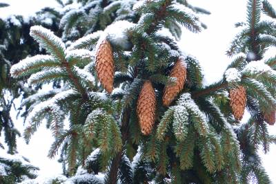 Фото Еловые ветки с шишками под снегом
