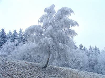 Фото Заснеженное дерево на склоне холма
