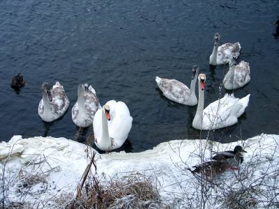 Фото Лебеди зимой на реке