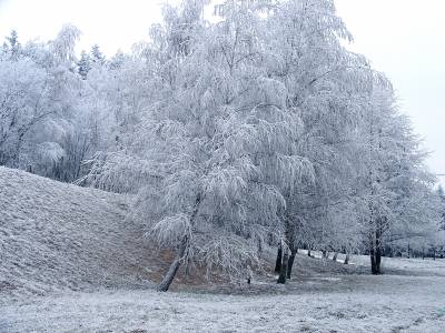 Фото Деревья в снегу