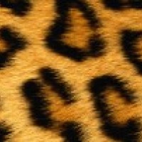 Леопард. Картинки 1590х400