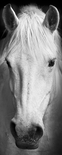 Белая лошадь. Аватарки Вконтакте