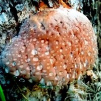 Фото Древесный гриб Трутовик Окаймленный молодой
