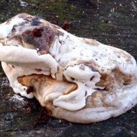 Фото Древесный гриб, похожий на сидящую лягушку