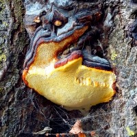 Фото Древесный гриб Трутовик Окаймленный