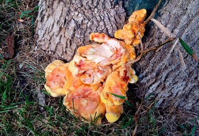 Фото Древесный гриб Трутовик серно-желтый