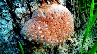 Фото Древесный гриб Трутовик Окаймленный молодой