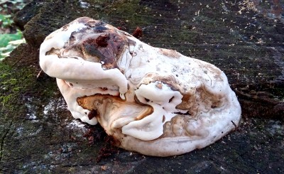 Фото Древесный гриб, похожий на сидящую лягушку