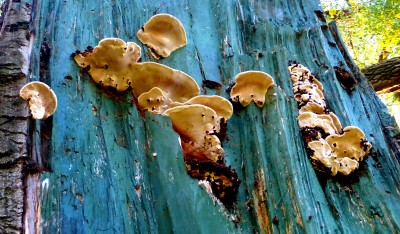 Фото Древесный гриб Трутовик на покрашенном дереве