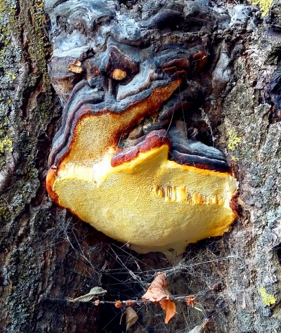 Фото Древесный гриб Трутовик Окаймленный