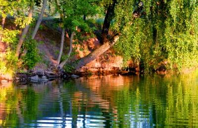 Фото Красивый летний пейзаж - Деревья над рекой