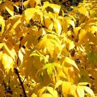 Фото Осенние жёлтые листья - Фото осенних листьев