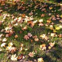 Красивая фотография осенних листьев в траве