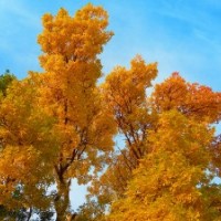 Фото Оранжевые кроны деревьев на фоне синего неба