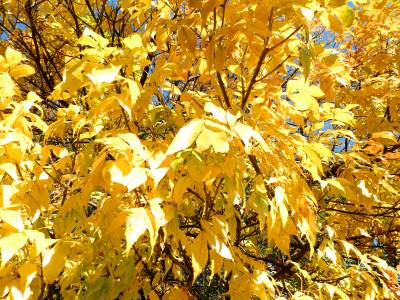 Фото осенних листьев. Красивая фотография осенних листьев. Сквозь жёлтые осенние листья проглядывает голубое небо. Позитивная фотография осенних листьев.