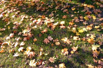 Красивая фотография осенних листьев в траве