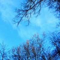 Фото Весенние ветки деревьев на фоне голубого неба