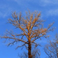 Фото Весеннее дерево на фоне чистого синего неба