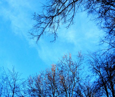 Фото Весенние ветки деревьев на фоне голубого неба